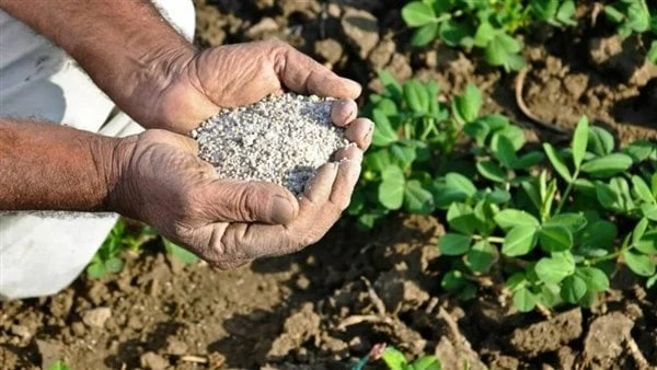 الزراعة تتابع عمليات صرف الأسمدة المقررة للمزارعين أصدر مركز المعلومات الصوتية والمرئية التابع لوزارة الزراعة واستصلاح الأراضي، والمكتب الاعلامي