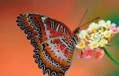 ما تفسير حلم الفراشة لابن سيرين؟ تفسير حلم الفراشة، لا شك أن رؤية الفراشات في اليقظة أو المنام من الرؤى التي تبعث الأمل والبهجة في القلب، ولقد كثرت الأشعار حولها بين الشعراء والأدب