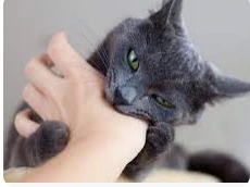 ما هو تفسير حلم قطة تعضني في رجلي لابن سيرين؟ ما هو تفسير حلم قطة تعضني في رجلي لابن سيرين؟، يرى المفسرون أن المنام لا يبشر بالخير ويحمل الكثير من