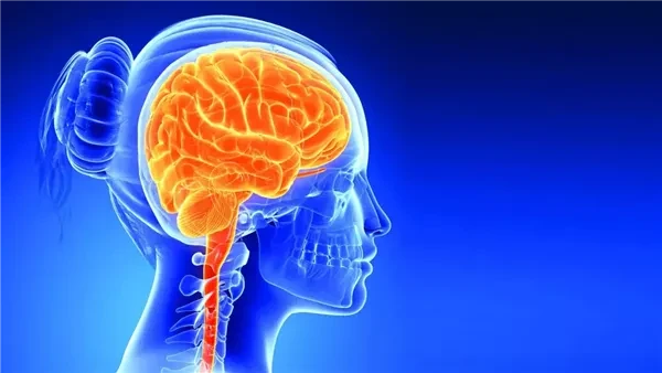 انتبه لحياتك.. اكتشف أعراض أورام المخ السرطانية تعد أورام المخ من أكثر الأمراض التي تهدد حياة الإنسان وتؤثر على وظائف عديدة مختلفة في الجسم.ويلعب