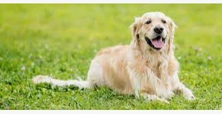 ما هو تفسير حلم رؤية الكلب لابن سيرين؟ ما هو تفسير حلم رؤية الكلب لابن سيرين؟، يفسر الفقهاء الكلب في المنام على أنه إشارة للشخص العاصي المذنب، فرؤية