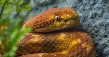 قد تتعافى من أزمة عاطفية.. 5 دلائل نفسية لرؤية الثعبان في الحلم المرأة والمنوعات شاهد المقال التالي من صحافة مصر عن قد تتعافى من أزمة عاطفية 5 دلائل نفسية لرؤية الثعبان في الحلم، ر