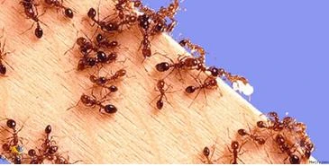 أهم تأويلات العلماء لرؤية الصراصير والنمل في المنام أهم تأويلات العلماء لرؤية الصراصير والنمل في المنام تعتبر رؤية الصراصير والنمل من الرؤى التي