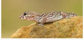 ما هو تفسير الخوف من الوزغ في المنام لابن سيرين؟ الوزغ من الحشرات المزعجة والتي تسبب حالة من الخوف والذعر، وفي حالة رؤيتها في المنام يتم البحث عما