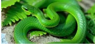 ما هو تفسير الحية الخضراء في المنام لابن سيرين؟ ما هو تفسير الحية الخضراء في المنام لابن سيرين؟ يحمل هذا الحلم العديد من التفسيرات، التي تتسبب حدوث