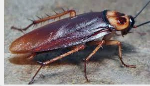 ما هو تفسير رؤية الصراصير في المنام لابن سيرين؟ تفسير رؤية الصراصير في المنام، الصراصير في الواقع تثير الخوف والاشمئزاز فهي غير محبوبة للغاية أيضا