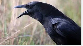 ما هو تفسير الغراب في المنام لكبار العلماء؟ الغراب في المنام، يسيطر على الإنسان القلق إن وجد الغراب في حلمه وذلك لأن الأحاديث القديمة والأساطير تحدثت