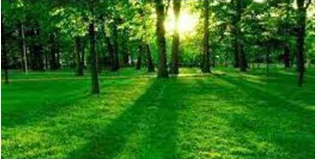 أهم 70 تفسير لرؤية الأرض الخضراء في المنام لابن سيرين كان لدينا جميعا أحلام حول عالم مختلف. منطقة خضراء ومورقة، بهواء نقي ووفرة من الحياة. ولكن ماذا