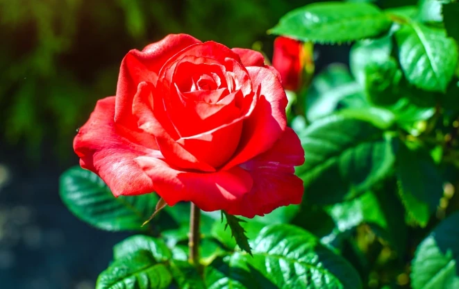 ما تفسير حلم الورود لابن سيرين؟ تفسير حلم الورود، إن رؤية الورود من الرؤى المحمودة التي تحظى باستحسان واسع من قبل الفقهاء، والورود تعبر عن الطيبات من