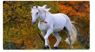 أهم تأويلات ابن سيرين لرؤية الحصان في المنام للعزباء رؤية الحصان في المنام للعزباء، تحمل تلك الرؤية للفتاة الكثير من التأويلات والدلالات التي تختلف