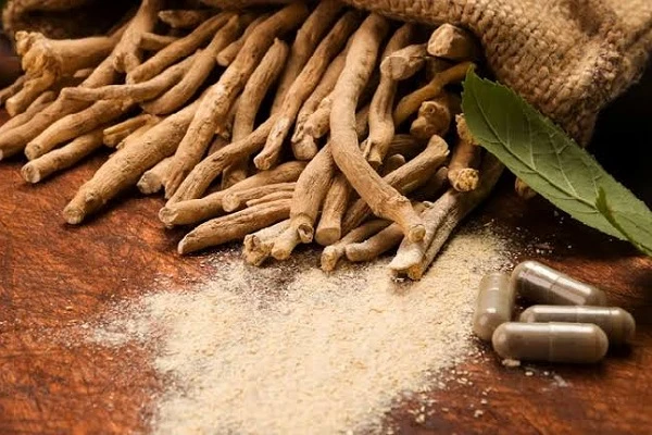 الأشواجاندا.. كل ما تريد معرفته من فوائد واستخدامات طبية وآثارها الجانبية.تعتبر نبتة الأشواجاندا ( )، المعروفة أيضا باسم الجينسنغ الهندي، من النباتات