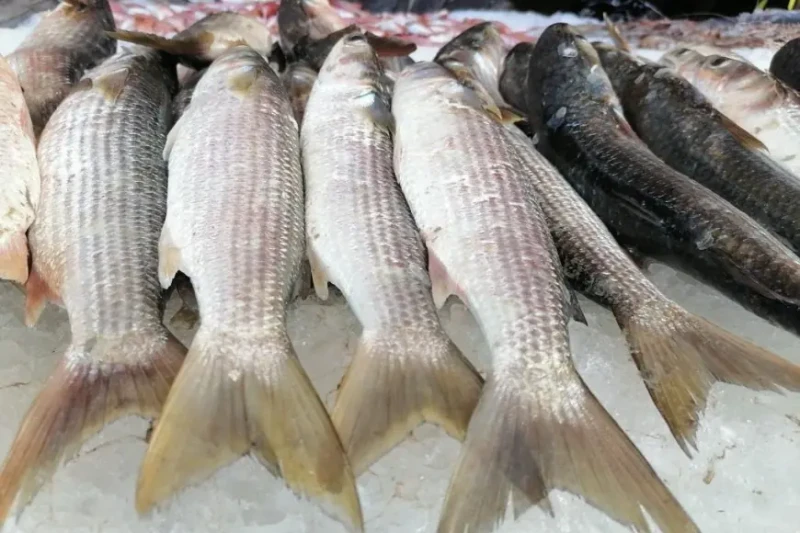 أسعار الأسماك اليوم الخميس.. البوري يبدأ من 110 جنيهاتتم تسجيل أسعار الأسماك بمستويات مختلفة اليوم الخميس 25 يوليو 2024 في سوق الجملة بمدينة العبور. حيث تراوح سعر السمك قشر بياض بي