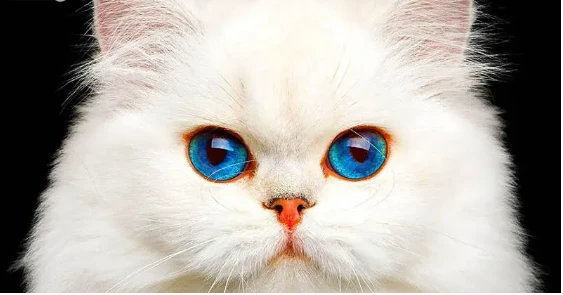 تأويلات ابن سيرين لرؤية القطط في المنام للعزباء القطط في المنام للعزباء، رؤية القطط يدور حولها خلاف كبير وجدل واسع بين الفقهاء، وذلك لأنها ترتبط بتفاصيلها المعقدة ومعطياتها التي تت