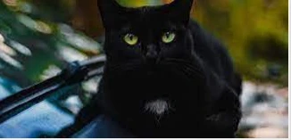 تعرف على تفسير القط الأسود في المنام لكبار العلماء القط الأسود في المنام تفسير حلم القط الأسود يدل على الحظ السيء وعدم التوفيق في الحياة العملية، وفي حالة إن كان صاحب الرؤية متزوجا