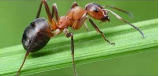 ما تفسير النمل في المنام لابن سيرين؟ تفسير النمل في المنام، تعتبر رؤية النمل من الرؤى التي تكثر الدلالات حولها، ولقد ذكر أن النمل دال على النظام والطاعة والعمل الجاد، وهو رمز السعي