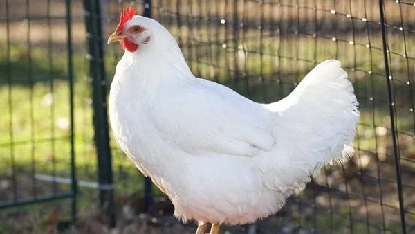 انخفضت 30 جنيها.. هبوط أسعار الدواجن اليوم بالأسواق ومفاجأة في قيمة البانية شهدت أسعار الدواجن والبيض اليوم الأربعاء 10 يوليو 2024، تراجعا ملحوظا ،