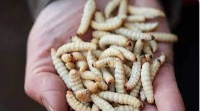 التفسيرات المحتلفة لرؤية الدود في المنام لابن سيرين التفسيرات المحتلفة لرؤية الدود في المنام لابن سيرين، من الأحلام التي تفسر على الوجهين من حيث