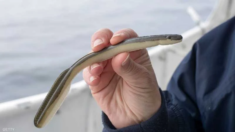 اليابان.. ثعبان بحر مشوي يقتل امرأة ويصيب 140 بالمرض أخبار منوعة وطرائف شاهد المقال التالي من صحافة الأفاق عربيةية عن اليابان ثعبان بحر مشوي يقتل امرأة ويصيب 140 بالمرض، تسبب ثعبان