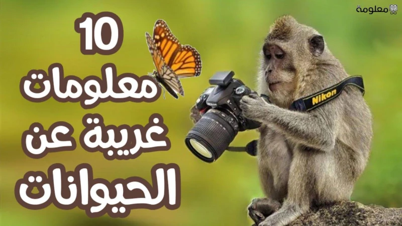 هل تعلم عن الحيوانات للإذاعة المدرسيةهل تعلم عن الحيوانات للإذاعة المدرسية هي واحدة من أهم الفقرات التي يمكن أن يشتمل عليها هذا النشاط المدرسي