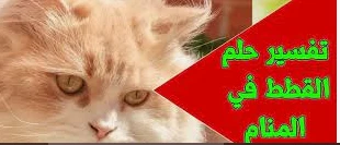 تفسير حلم القطط في دورة المياه لابن سيرين تفسير حلم القطط في دورة المياه يشير للعديد من الدلالات المتعلقة بحياة الرائي، وذلك يتوقف على أحداث المنام،