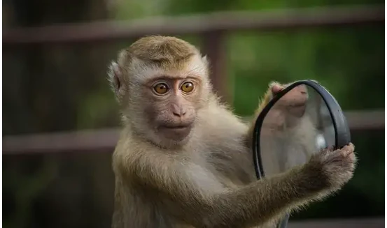 ما تفسير حلم القرد لابن سيرين؟ تفسير حلم القرد، إن رؤية القرد من الرؤى التي لا تلقى استحسانا عند جمهور الفقهاء، ولقد ذهب المفسرين إلى كراهية هذه الرؤية، وقد ارتبط تأويلها بتفاصيل ا