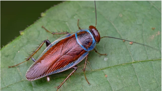 ما تفسير حلم الصراصير؟ تفسير حلم الصراصير، لا شك أن رؤية الصراصير تبعث القرف والاشمئزاز في النفس، ورؤيتها لا تلقى استحسانا عند الكثير من الفقهاء،