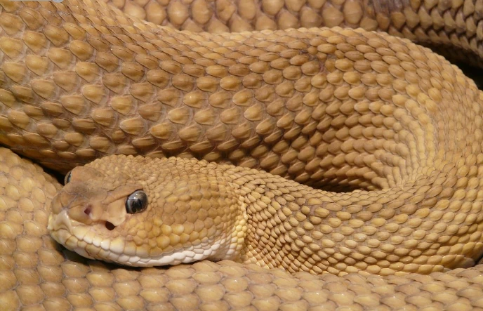 ما هو تفسير حلم الثعبان بألوانه البني لابن سيرين؟ تفسير حلم الثعبان بألوانه البني، في بعض الأحوال يتعرض الإنسان إلى رؤية الثعبان في المنام وتكون له