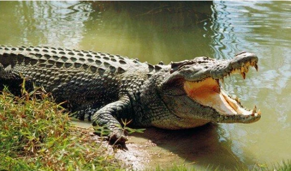 تعرف على تفسير حلم التمساح لابن سيرين والإمام الصادق وعضة التمساح في المنام تفسير حلم التمساح، هل رأيت التمساح في المنام من قبل وشاهدت جسده الضخم