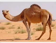 تعرف على تفسير الجمل في المنام لابن سيرين الجمل في المنام، من التفسيرات الكثيرة التي تحمل الخير في غالب الأحوال للعزباء والمتزوجة والحامل، ويفسر