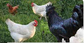 تأويلات ابن سيرين لرؤية الدجاج الميت في المنام تأويلات ابن سيرين لرؤية الدجاج الميت في المنام تعتبر رؤية الدجاج في الحلم من الرؤى السعيدة للإنسان حيث