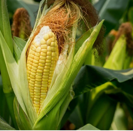 تعرف على تفسير الذرة في المنام لابن سيرين الذرة في المنام من الأحلام المحيرة للرائي، حيث يعد الذرة من المأكولات الشهية التي يحبها الكثير من الأشخاص،