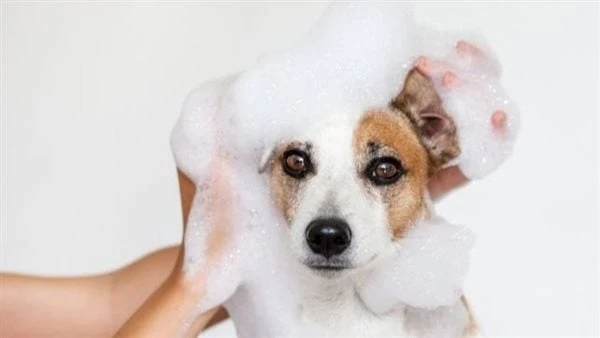 بسعر خيالي.. مركز لرعاية الكلاب في مهرجان العلمين يشعل السوشيال ميديا أثار خبر تخصيص مركز لاستضافة الكلاب في مهرجان العلمين 2024 حالة كبيرة من الجدل