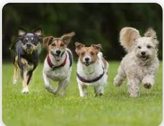 تعرف على تفسير حلم جري الكلاب ورائي لابن سيرين تعرف على تفسير حلم جري الكلاب ورائي لابن سيرين، من الأحلام التي تثير القلق والتوتر للرائي وذلك لأن