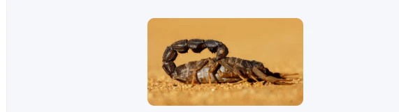 تعرف على تفسير العقارب في المنام لابن سيرين العقارب في المنام، تعتبر رؤية العقارب من الرؤى التي تبعث الفزع والذعر في القلب، وهي مكروهة عند أغلب الفقهاء، ولا خير في رؤية العقارب لعد