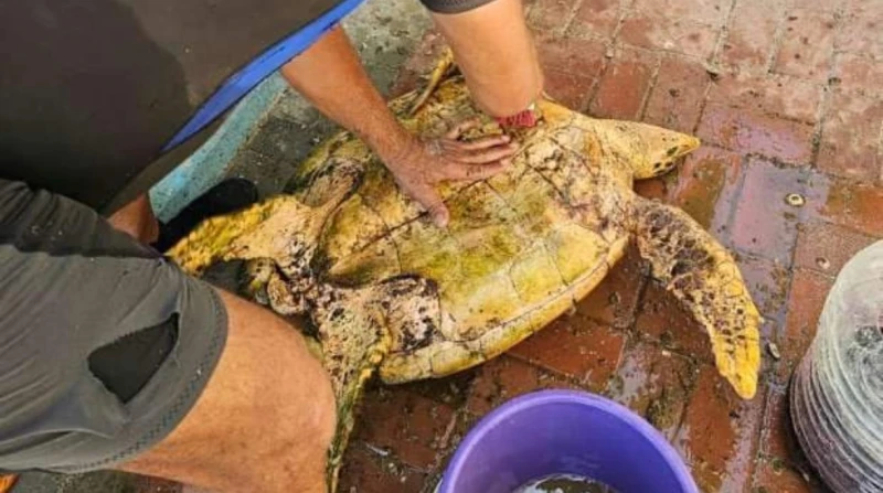 مدير معهد علوم البحار: سلحفاة الغردقة النادرة تستجيب للعلاج أكد الدكتور هشام مدكور، مدير المعهد القومي لعلوم البحار بالبحر الأحمر، أن السلحفاة كانت