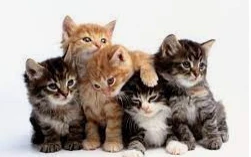 تفسير حلم القطط في البيت لابن سيرين تفسير حلم القطط في البيت قد يكون دليلا على عدة تآويل، وذلك وفقا للتفاصيل الواردة في الحلم، فقد يرى النائم أن بيته