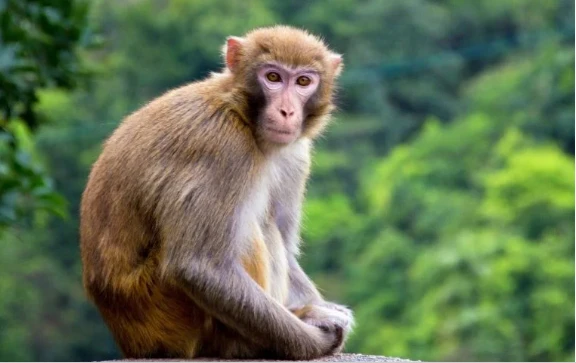 تفسير رؤية القرد في المنام لابن سيرين والإمام الصادق ورؤية القرد يلاحقني في المنام رؤية القرد في المنام، هل رؤية القرد تبشر بالخير أم تنذر بالسوء؟