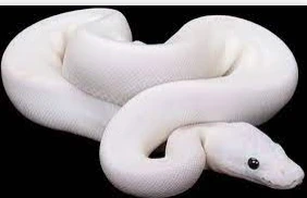 ما هو تفسير حلم الحية البيضاء لابن سيرين؟ ما هو تفسير حلم الحية البيضاء لابن سيرين؟، يرى المفسرون أن المنام ينذر بالسوء بشكل عام ولكنه يحمل بعض