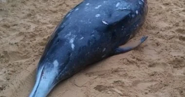 جرفته الأمواج على الشاطئ.. ظهور الحوت المنقارى النادر لأول مرة في نيوزيلندا المرأة والمنوعات شاهد المقال التالي من صحافة مصر عن جرفته الأمواج على الشاطئ ظهور الحوت المنقارى النادر