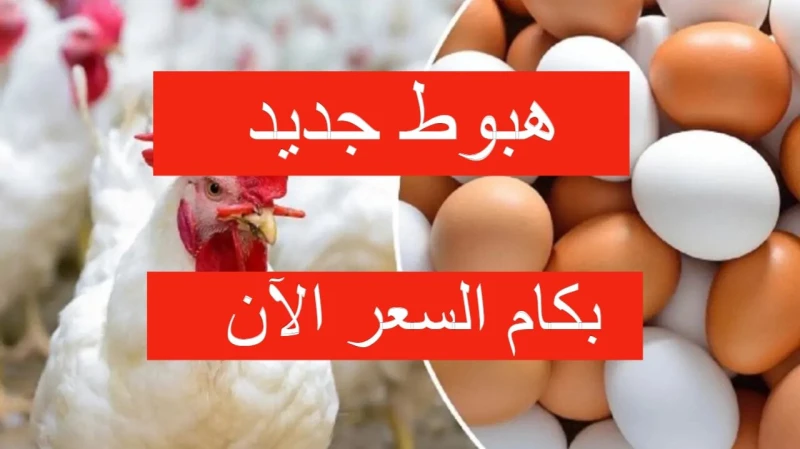 هبوط وتراجع يضرب الأسواق... سعر الدواجن اليوم السبت عقب انخفاض السعر هذا الأسبوعاستقرت سعر الدواجن اليوم السبت 13 يوليو 2024، حيث شهدت بورصة الدواجن