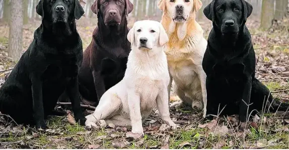 ما هو تفسير رؤية الكلاب في المنام لابن سيرين؟ تفسير رؤية الكلاب في المنام، تلك الرؤية لها تفسيرات ودلالات كثيرة ويختلف التفسير من شخص لآخر حسب تفاصيل