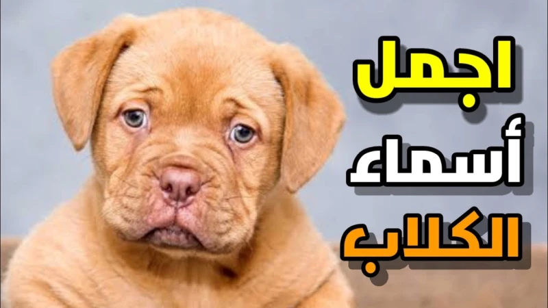 ما هي أجمل اسماء كلاب ذكور 2025 ومعناها مميزةيشعر بعض الناس بالحيرة خلال اختيارهم اسم لكلب ما فبعضهم يجهل أسماء الكلاب ويرغب في تسمية الكلب باسم مميز وجميل كما أن الاسم يعكس شخصية 