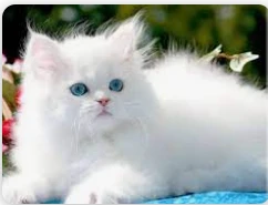 تفسير رؤية القطة البيضاء في المنام لابن سيرين والعصيمي تفسير رؤية القطط البيضاء في المنام، ما هو معنى رؤية هجوم القطط البيضاء في الحلم؟، وماذا قال