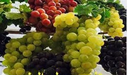 ما تفسير رؤية التين والعنب في المنام لابن سيرين؟ ما تفسير رؤية التين والعنب في المنام لابن سيرين؟ رؤية التين والعنب في المنام، تلقى رؤية الفواكه في