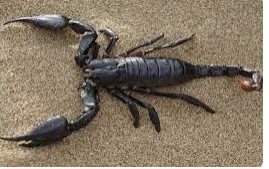 تعرف على تفسير العقرب في المنام للعزباء لابن سيرين تعرف على تفسير العقرب في المنام للعزباء لابن سيرين تعتبر مشاهدة العقرب من الأمور المخيفة لها والتي