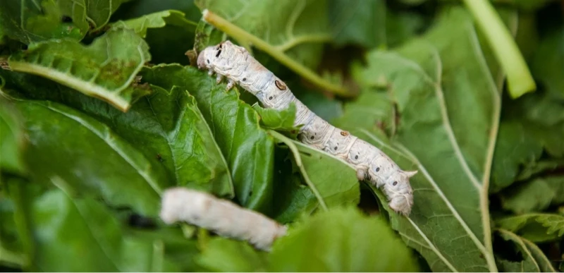 اكتشاف جديد.. هذا ما قد تفعله دودة القز ببشرتك صحة شاهد المقال التالي من صحافة لبنان عن اكتشاف جديد هذا ما قد تفعله دودة القز ببشرتك، اكتشاف جديد هذا