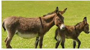 تعرف على تفسير رؤية الحمار في المنام لابن سيرين رؤية الحمار في المنام من الأحلام التي تعبر عن حدوث أمر غير محمود للرائي يتطلب منه الكثير من الصبر والمثابرة، نظرا لكون الحمار من الح