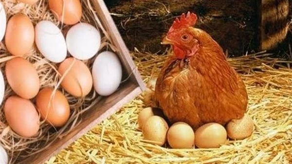 انخفاض ملحوظ.. مفاجأة في أسعار الدواجن والبيض كم يصل سعر الكيلو بالبورصة شهدت أسعار الدواجن اليوم الإثنين 1 يوليو 2024، استقرارا كبيرا فى حين شهد سعر