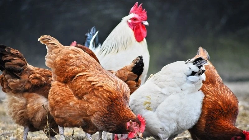 بورصة الدواجن- مفاجأة جديدة في أسعار الفراخ والبيض اليوم السبت 20 يوليو 2024 خدمات شاهد المقال التالي من صحافة مصر عن بورصة الدواجن مفاجأة جديدة في