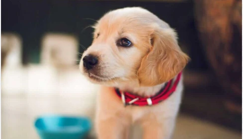 تعرف على تفسير حلم الكلاب في المنام لابن سيرين تفسير حلم الكلاب في المنام، رؤية الكلب في المنام من الأحلام التي تتسم بالغرابة والتي تسبب الخوف والذعر